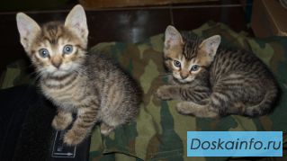 Отдам котят в хорошие руки