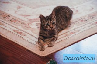 Котенок в добрые руки