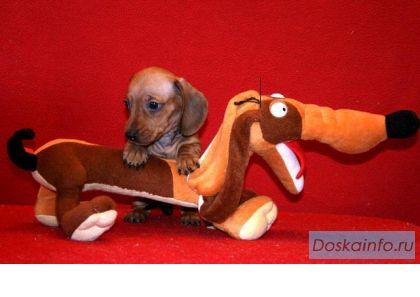 Продаются  щенки  гладкошёрстной  таксы