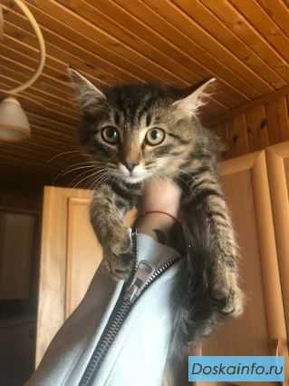 Котенок ищет дом! Москва и МО