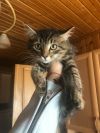 Котенок ищет дом! Москва и МО