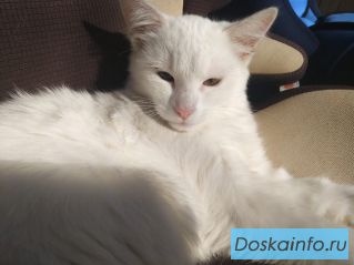 Белоснежные кошечки ищут заботливых хозяев!