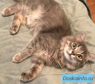 Отдам в добрые руки кота