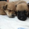 Щенки в добрые и заботливые руки 