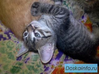 2 шкодных мальчика и девочка