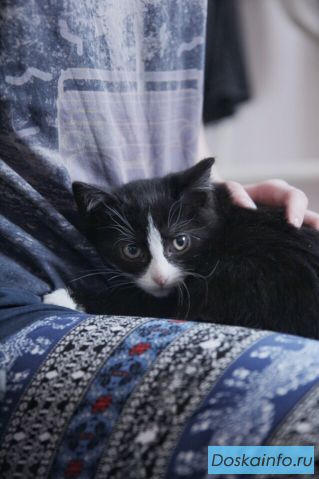 Котёнок девочка