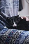 Котёнок девочка