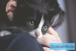 Замечательная девочка котенок