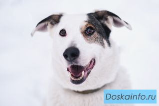 Бимка ищет дом!
