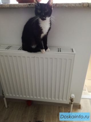 Котофей интеллигент баронской крови!