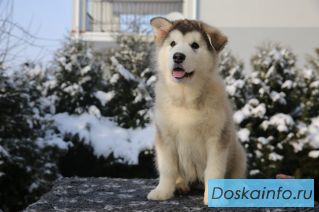 Щенки аляскинского маламута 