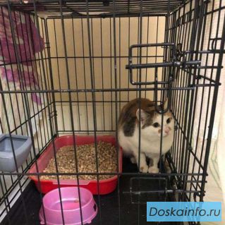 Подарите кошке жизнь!