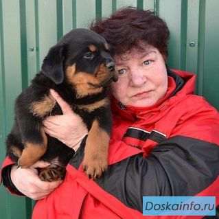 Щенки ротвейлера (родословная РКФ)
