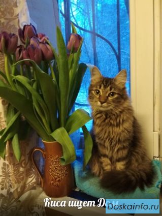 Отдам котёнка