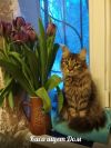 Отдам котёнка