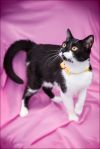 Котик Маркиз ищет дом!