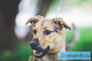Собачка Бэлла в заботливые руки. 
