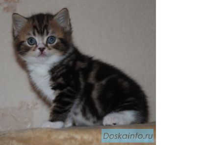 Cкоттиш страйт котик
