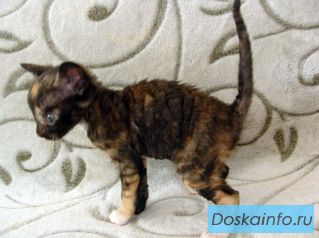 Купить котёнка