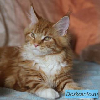 Продажа котят мейн куна