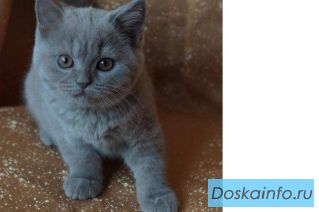Британские котята питомника Mendeleev