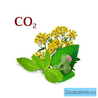 Купить Комплекс СО2 экстрактов
