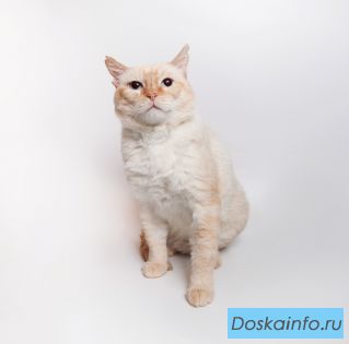 Ласковый котик Октовиан ищет дом! 4 года