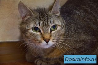 КОШКА СРОЧНО ИЩЕТ ДОМ 
