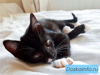  “Особенный” суперласковый котик ищет дом!