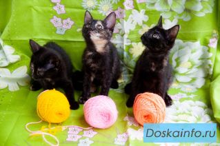 Очаровательные котята