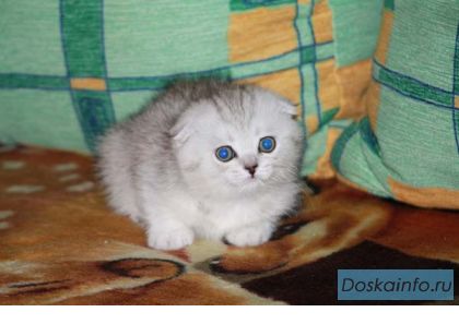 Продаются шотландские вислоухие и британские котята
