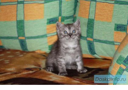 Продается  британский котенок
