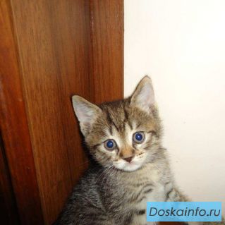 Отдам кошечку или котика заботливым и добрым