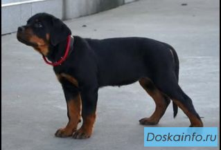 Щенки ротвейлера