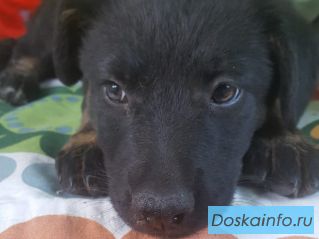 Чудесная малышка ищет дом