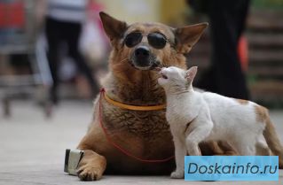 Международная перевозка животных