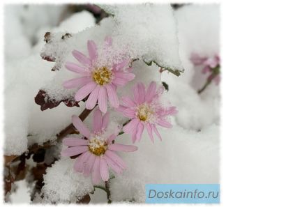 1к.кв.  м.Гражданский пр. 5.мин.