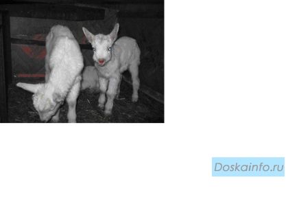 Продаются Зааненские Козлики