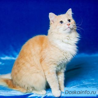 Роскошный кот в добрые руки
