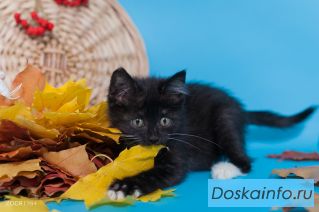 Мелкий забавный котенок Куся ищет дом. 