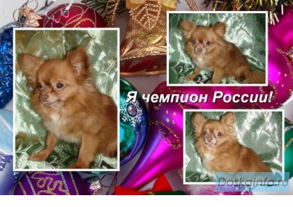 Чихуа-хуа вязка