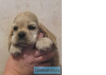 Американского кокер спаниеля щенки	