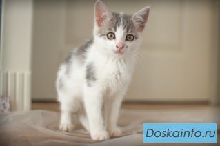 В добрые ручки чудесные создания! Отдам котят!