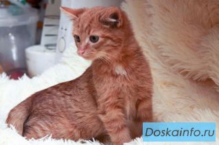 Отдам рыжего котенка