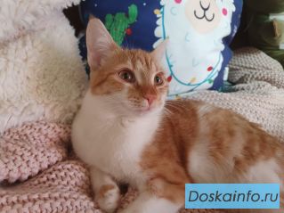 Кошка, 6 месяцев. Отдадим в добрые руки