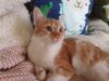 Кошка, 6 месяцев. Отдадим в добрые руки