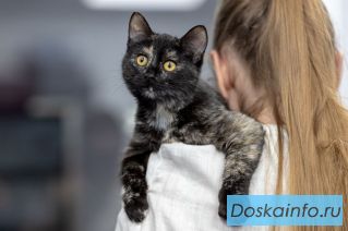 Домашний ручной котёнок Синди в дар. Лоток знает. Очень умненькая