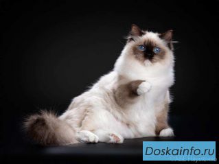 Котята рэгдолл. Питомник рэгдоллов Verus Amor.