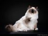 Котята рэгдолл. Питомник рэгдоллов Verus Amor.