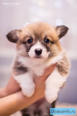 Щенки вельш корги пеброк